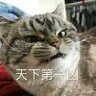 麒麟猫